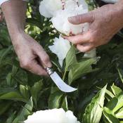 Couteau Serpette Greffoir N°08 