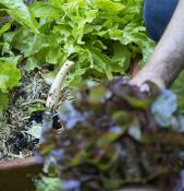 Couteau de Jardin N°08 - Le Pointu