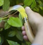 Couteau Serpette Greffoir N°10